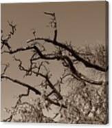 Gnarled Old Hands Canvas Print
