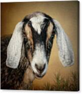 Goat Canvas Print
