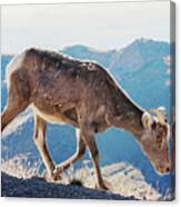 Goat On A Mountain Canvas Print