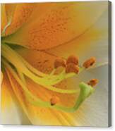 Gold Daylily Close-up Canvas Print