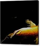 Gold Koi Against The Darkness Canvas Print