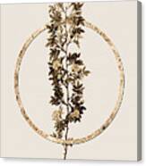 Gold Ring Cuspidate Rose Botanical Illustration Black And Gold N.0383 Canvas Print