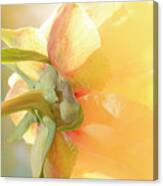 Golden Bowl Tree Peony Bloom - Back Canvas Print