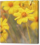 Golden Brittlebush Canvas Print