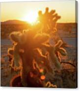 Golden Cholla 2 Canvas Print Golden Cholla 2 Canvas Print
