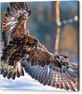 Golden Eagle In Winter Afternoon Sun Canvas Print