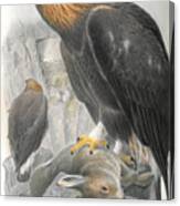 Golden Eagle. John Gould Canvas Print