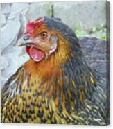 Golden Hen Canvas Print