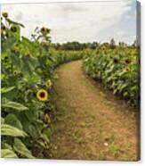 Golden Path Canvas Print