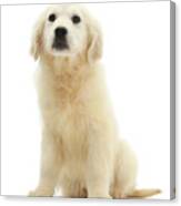 Golden Retriever Pup Canvas Print