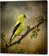 Goldfinch And The Bee Canvas Print