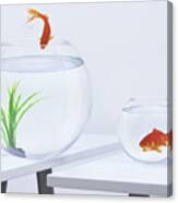 Goldfish In Small Fishbowl Watching Goldfish Jump Into Large Fishbowl Canvas Print