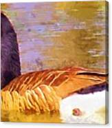 Canada Goose On The Pond Bird Waterfowl Print Canvas Print