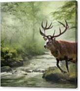 Gorgeous Red Deer Running Canvas Print