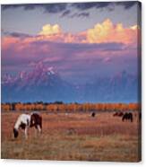 Grand Teton Pasture Canvas Print