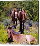 Grand Turk Horses Canvas Print