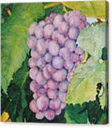 Grapes Canvas Print