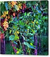Grapes Of Summer Canvas Print