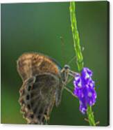 Grapium Agamemnon Butterfly Canvas Print