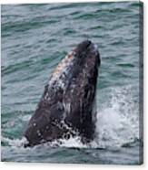 Gray Whale Spyhopping Canvas Print