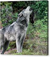 Gray Wolf Howling Endangered Species Wildlife Rescue Canvas Print