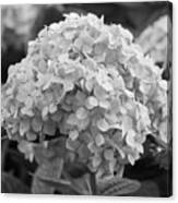 Grayscale Hydrangea Bloom Canvas Print