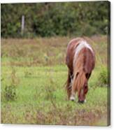 Grazing Horse #291 Canvas Print