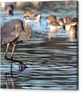 Great Blue Heron 3066-021721-2 Canvas Print