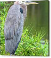 Great Blue Heron At The Venice Rookery, Fl Canvas Print
