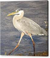 Great Blue Heron Evening Stroll Canvas Print