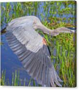 Great Blue Heron Flight Canvas Print