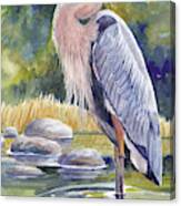 Great Blue Heron In A Stream I Canvas Print