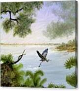 Great Blue Heron Taking Flight Canvas Print