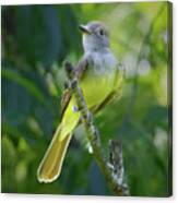 Great Crested Flycatcher Canvas Print