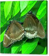 Great Eggfly Butterflies Dthn0331 Canvas Print