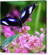 Great Eggfly Butterfly On Pink Flowers Canvas Print
