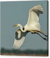 Great Egret 2014-13 Canvas Print