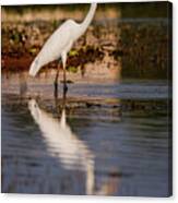 Great Egret And Its Reflection Canvas Print