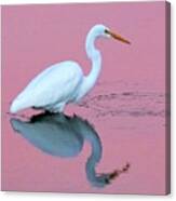 Great Egret At Sunset #1 Canvas Print