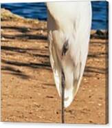 Great Egret In The Desert Canvas Print