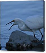 Great Egret Swallowing Fish Canvas Print