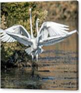 Great Egrets 4869-010521-3 Canvas Print