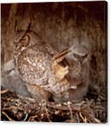Great Horned Mom And Owlets #1 Canvas Print