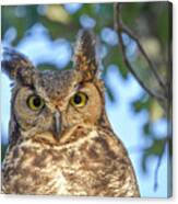 Great Horned Owl Canvas Print