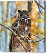 Great Horned Owl In Fall Canvas Print