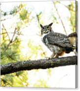 Great Horned Owl In The Croatan National Forest Canvas Print