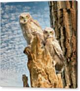 Great Horned Owl Siblings Canvas Print