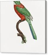 Great Jacamar - Vintage Bird Illustration - Birds Of Paradise - Jacques Barraband - Ornithology Canvas Print