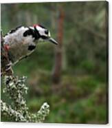 Great Spotted Woodpecker In Pine Forest Canvas Print