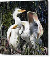 Great White Egret Chicks Flapping Wings In Their Nest Canvas Print